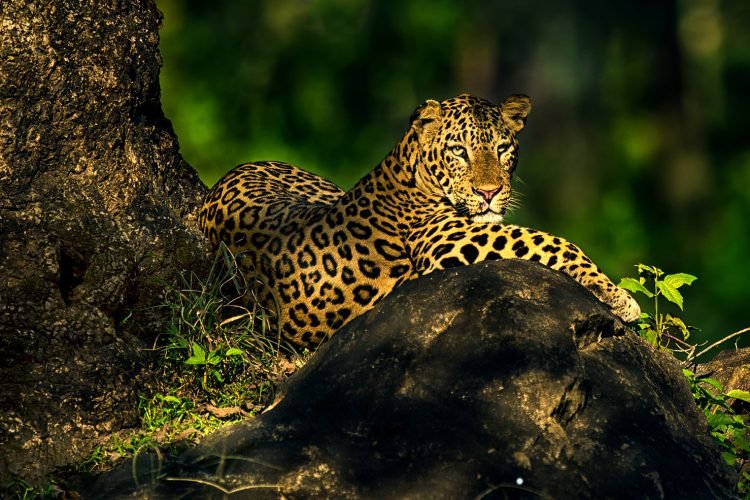 Bhadra Wildlife Sanctuary Chikkamaglur