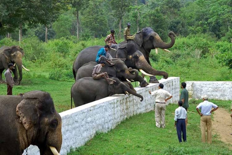 Elephant Camp in Coorg