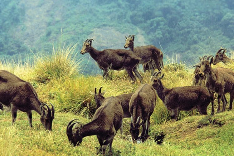 Eravikulam National park Munnar