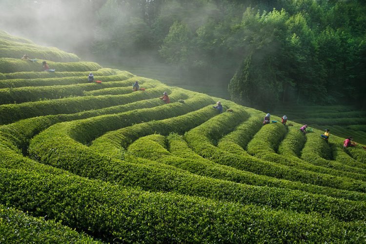 Rose Tea Garden Munnar