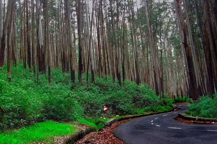 Pine Forest